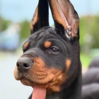 Doberman prelepi stenci