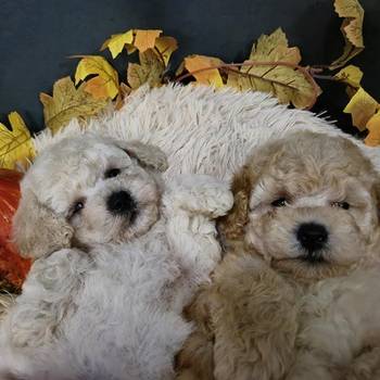 Maltipoo štenci, prelepe bebe