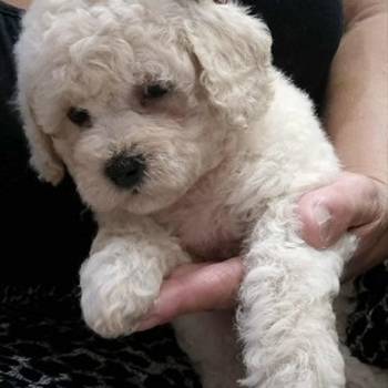 Maltipoo štenci, prelepe bebe