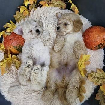Maltipoo štenci, prelepe bebe