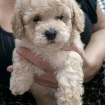 Maltipoo štenci, prelepe bebe