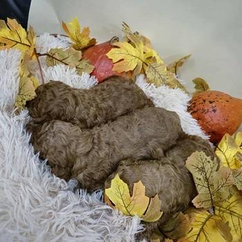 Pudle štenci ekstra kvaliteta