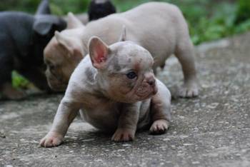 Francuski buldog stenci