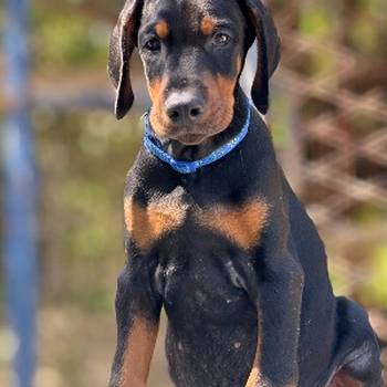 Prodaju se prelepi štenci dobermana, rodjeni 02.07.2025.