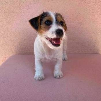 Jack Russell terijer štenci