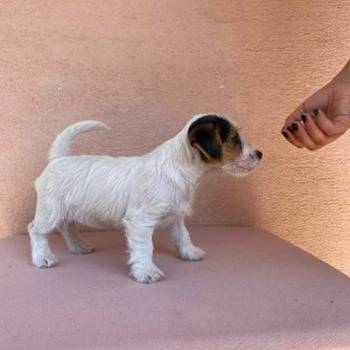 Jack Russell terijer štenci