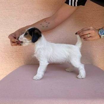 Jack Russell terijer štenci