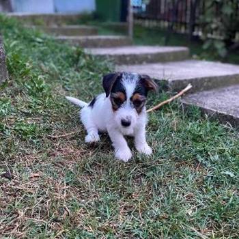 Jack Russell terijer štenci