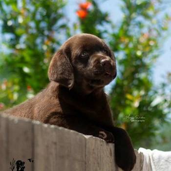 Čokoladni Labrador Retriver štenci
