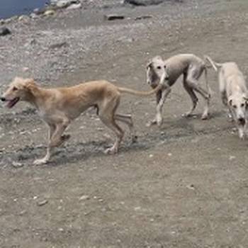 Persijski hrt saluki štenci