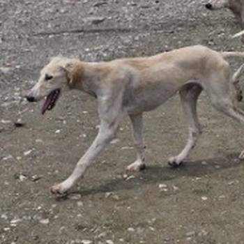 Persijski hrt saluki štenci