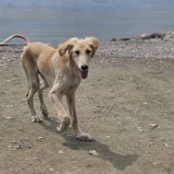 Persijski hrt saluki štenci