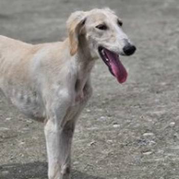Persijski hrt saluki štenci