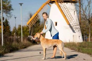 Persijski hrt saluki štenci