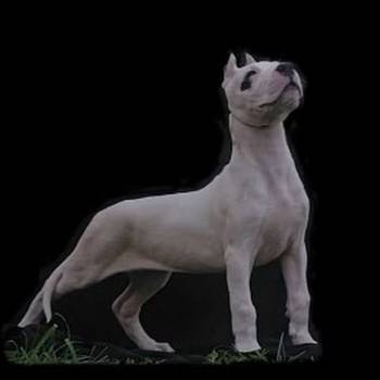 Dogo Argentino ženke