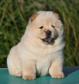 Chow Chow Cau Cau Čau Čau