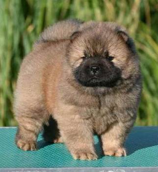 Chow Chow Cau Cau Čau Čau