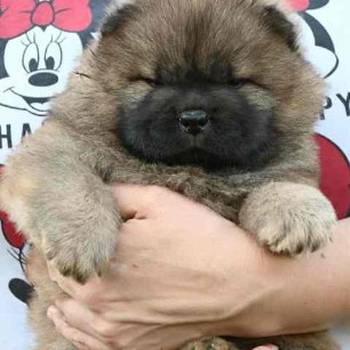 Chow Chow Cau Cau Čau Čau