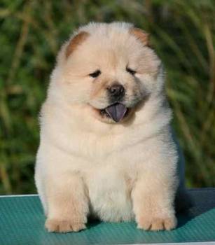 Chow Chow Cau Cau Čau Čau