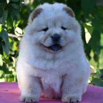 Chow Chow Cau Cau Čau Čau