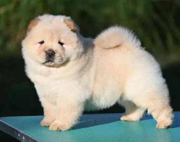 Chow Chow Cau Cau Čau Čau