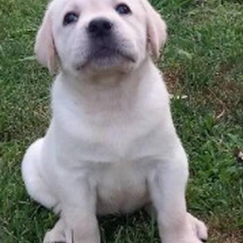 Labrador retriver štenci vrhunske krvne linije