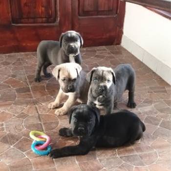 Cane Corso