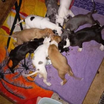 Pitbull Merle x Bluenose stenci
