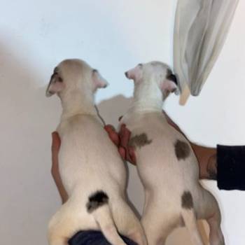 Pitbull Merle x Bluenose stenci