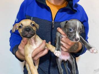 Pitbull Merle x Bluenose stenci