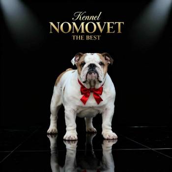 Engleski buldog vrhunski štenci