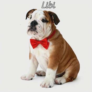 Engleski buldog vrhunski štenci