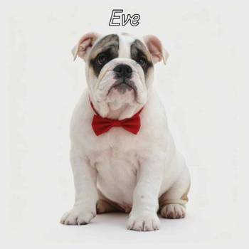 Engleski buldog vrhunski štenci