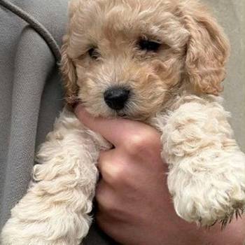Maltipoo štenci