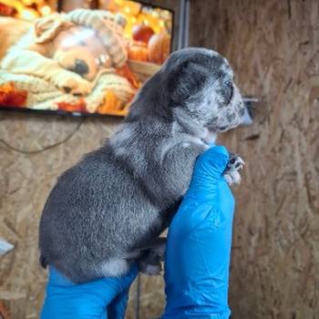 Francuski buldog exotic