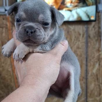 Francuski buldog exotic
