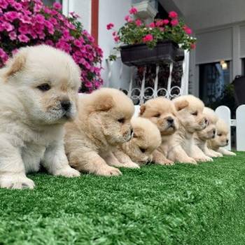 Chow Chow cau cau stenci