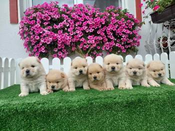 Chow Chow cau cau stenci