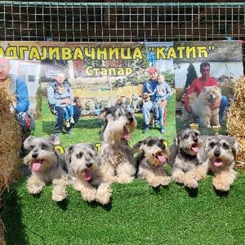 Patuljasti Snauceri