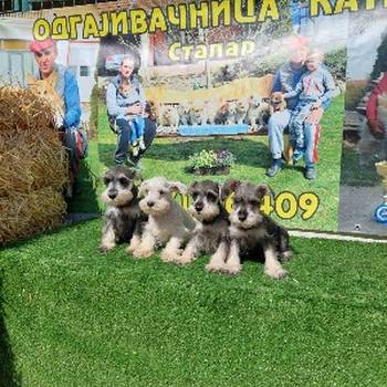 Patuljasti Snauceri