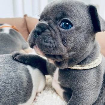 Francuski buldog