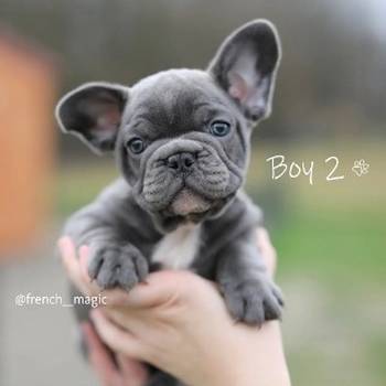 Francuski buldog