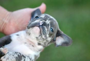 Francuski buldog
