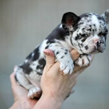 Francuski buldog