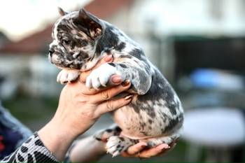 Francuski buldog