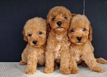 Maltipoo štenci