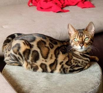 MMaestro_bengal macici
