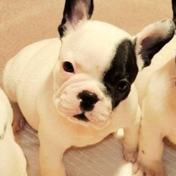 Francuski Buldog prelepi štenci