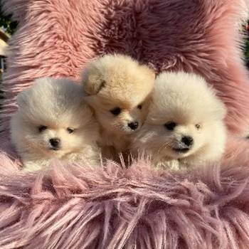 Dostupni prelepi štenci pomeranaca