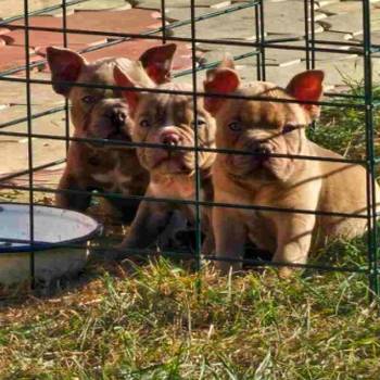American Bully pocket i egzotic u lilac i coko boji